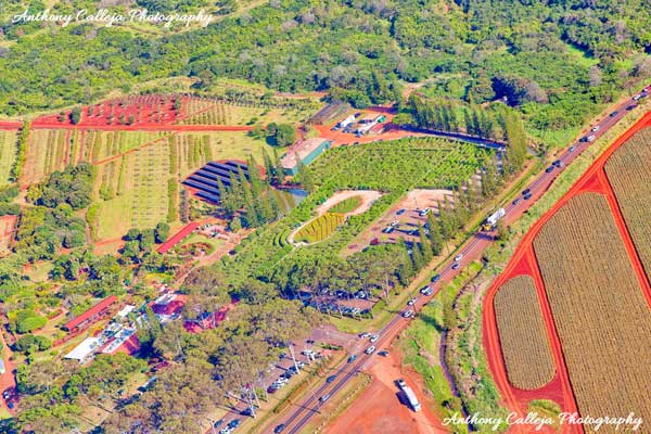 Aerial photo of the Dole Plantation and surrounding areas