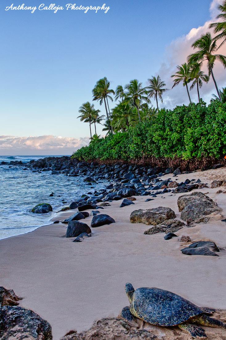Hawaii Sea Turtle - Laniakea Beach, North Shore Oahu
