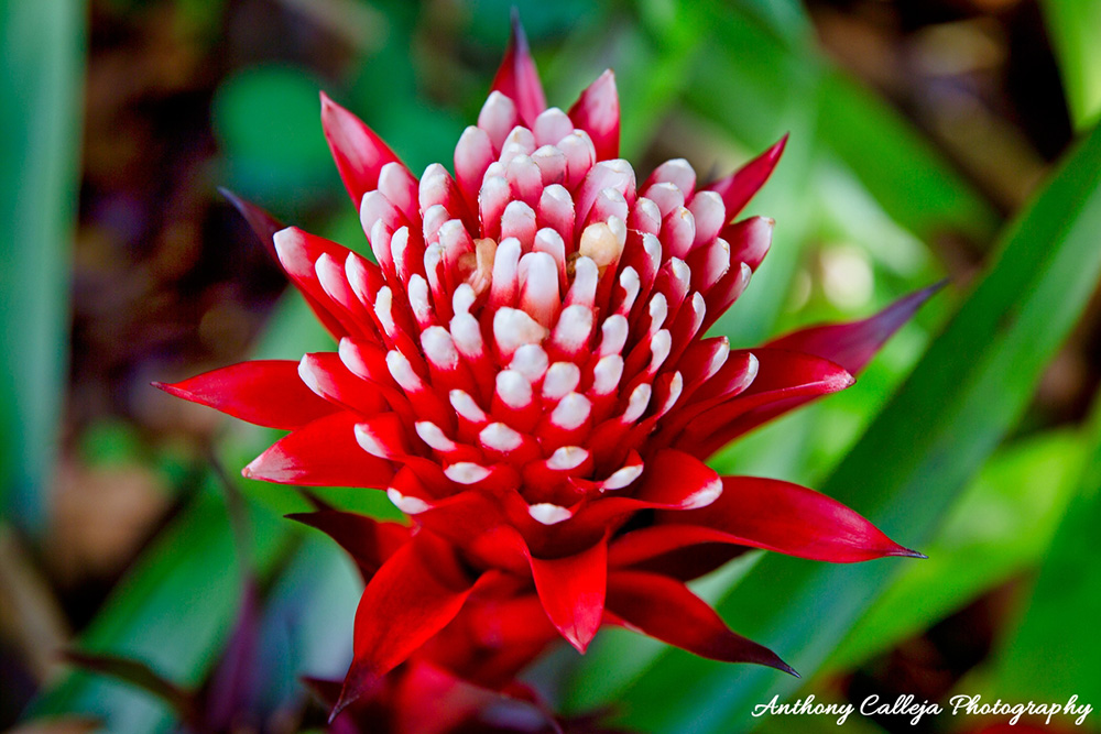 hoomaluhia botanical garden tropical-hawaiian flower