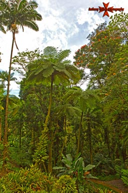 Botanical Garden & Tropical Rain Forest