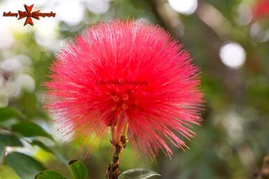 Red Lehua flower