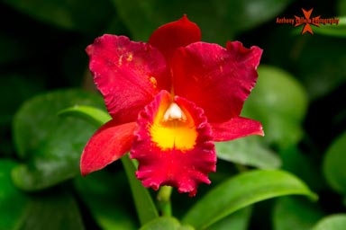 Red Orchid flower