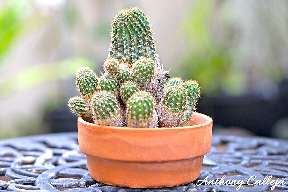 Cactus Plant with pups