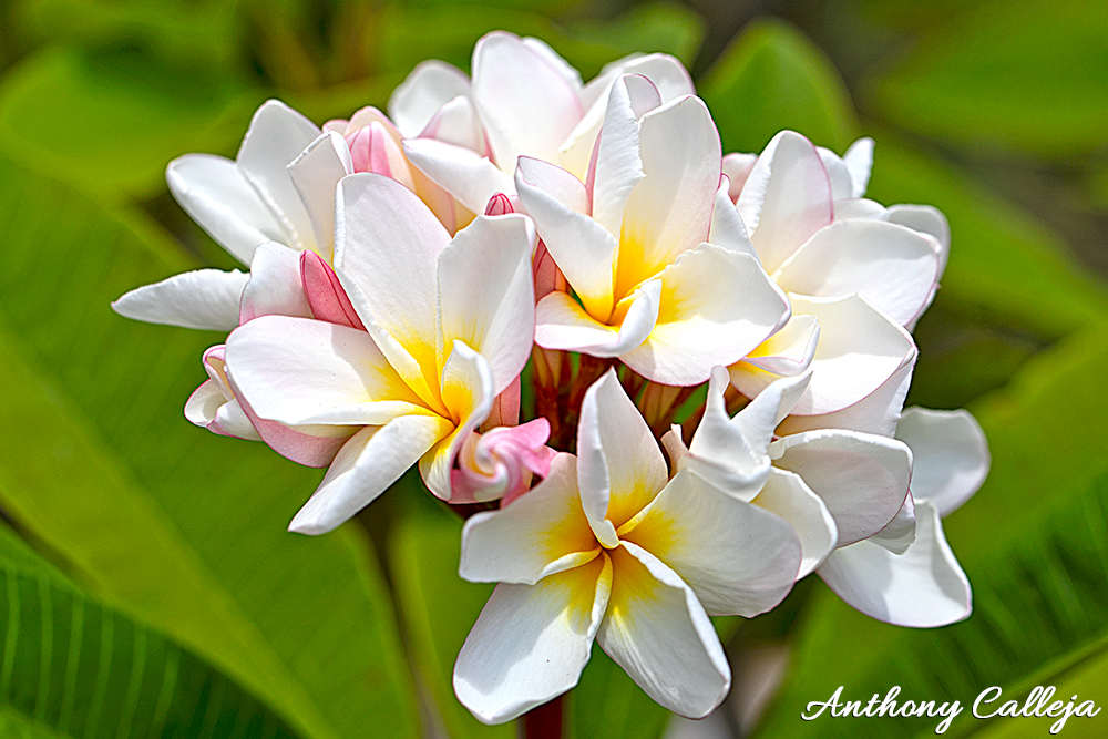 cluster of white plumeria flowers