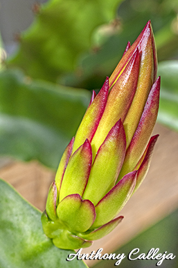 connie-mayer dragonfruit