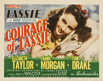 Courage of Lassie: Teen Kathie Eleanor Merrick (Elizabeth Taylor) finds a dog in the woods, takes him home and dubs him "Bill." But after Bill is injured and goes missing, the dog is shipped from hospital to military training center to Europe, where he aids the Americans during World War II. He and Kathie meet again, but Bill, hardened by the war, is quick to turn on strangers. Hoping to keep him out of trouble, Kathie gets help from volunteer lawyer Harry MacBain (Frank Morgan). 1946