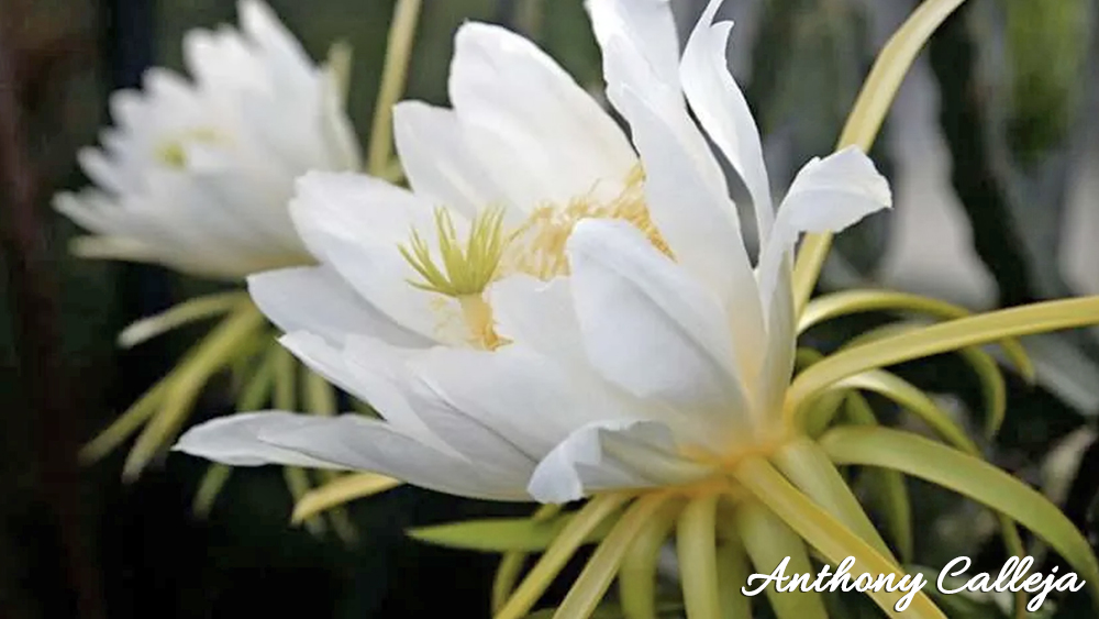 Dragon Fruit Flowers