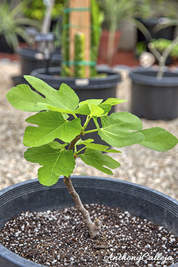 Fig Trees