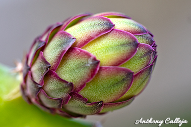 Lisa Dragon Fruit Bud