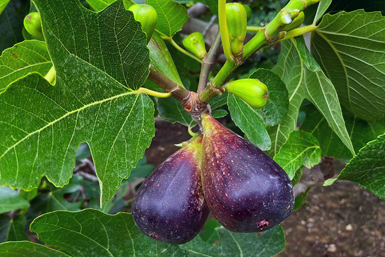 malta black fig