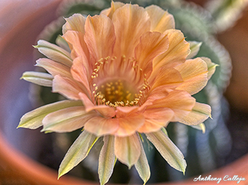 peach cactus flower