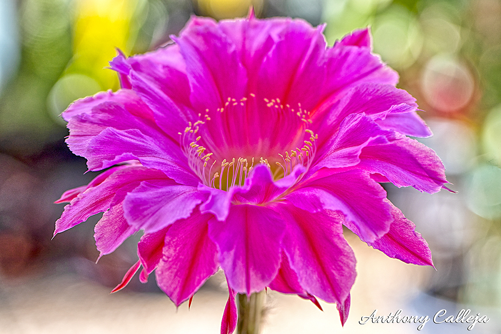 Pink Cactus flower from my garden