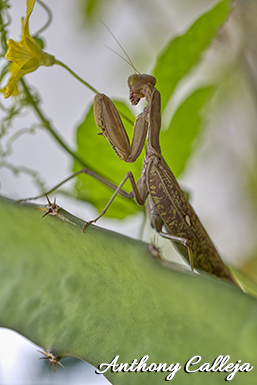 praying mantis