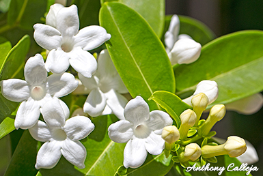Stephanotis floribunda, also known as Madagascar jasmine, is a twining plant with clusters of fragrant, white, star-shaped flowers. These flowers are tubular with a spreading corolla and have a sweet, jasmine-like scent, particularly strong in the evening.
