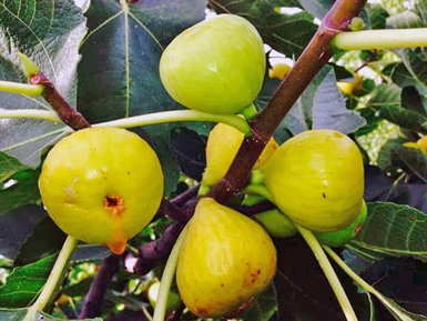 white marseilles fig